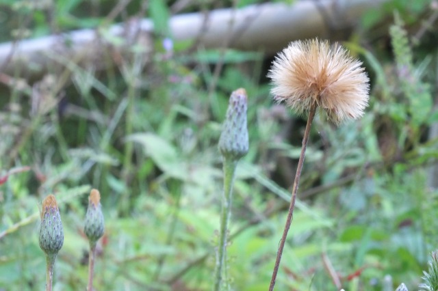 ■　センボンヤリ　秋の閉鎖花　　　14.10.5_e0070891_174847.jpg