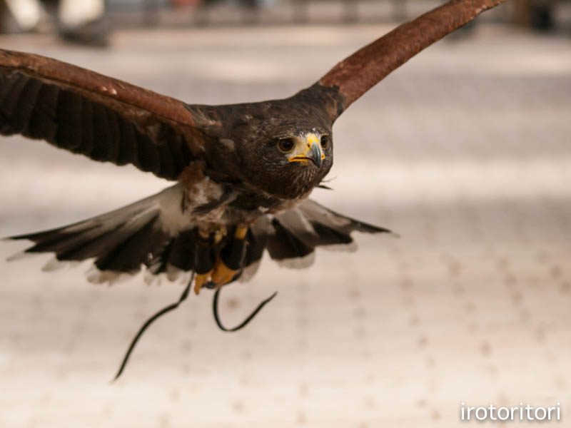 富士花鳥園　　　（ハリスホーク）　　2014/10/05_d0146592_23244266.jpg