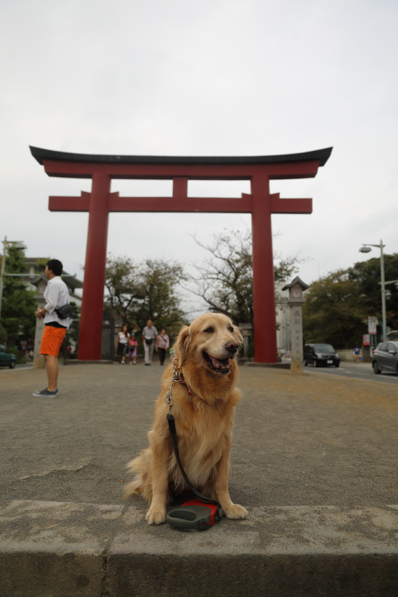 八幡宮をお散歩♪_b0275998_13342735.jpg