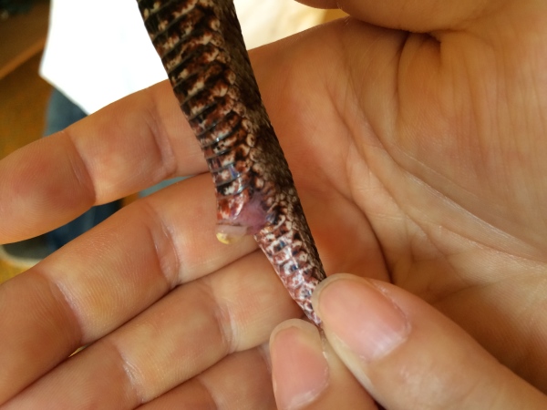 仔マムシの踊り食い 幸せを探しだすこぶた