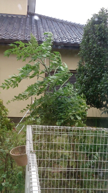 e0046305_1054498.jpg