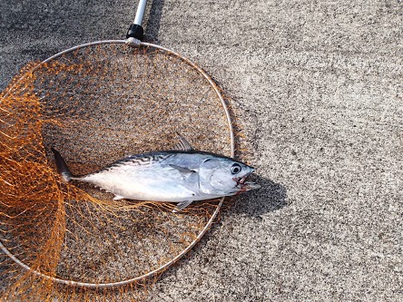 強風止まず 八丈島 第３の釣り