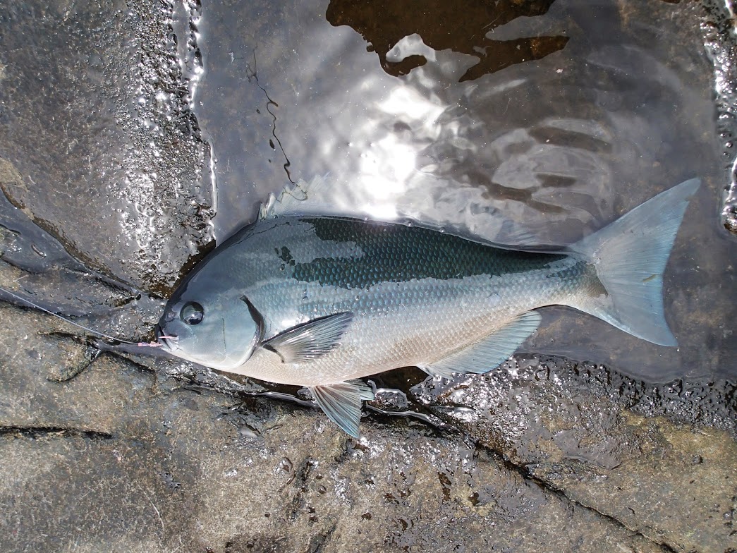 八丈島で終う 後編 第３の釣り
