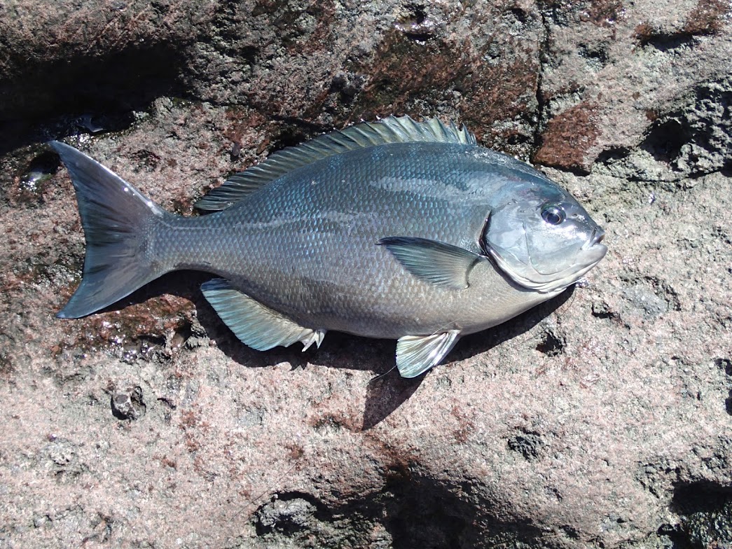 トビウオの海 八丈島 第３の釣り