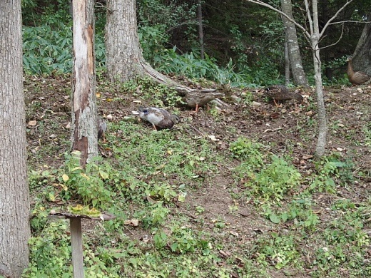 e0062415_19521981.jpg