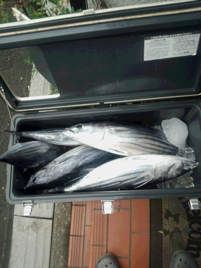 カツオ 相模湾 釣りおやじ