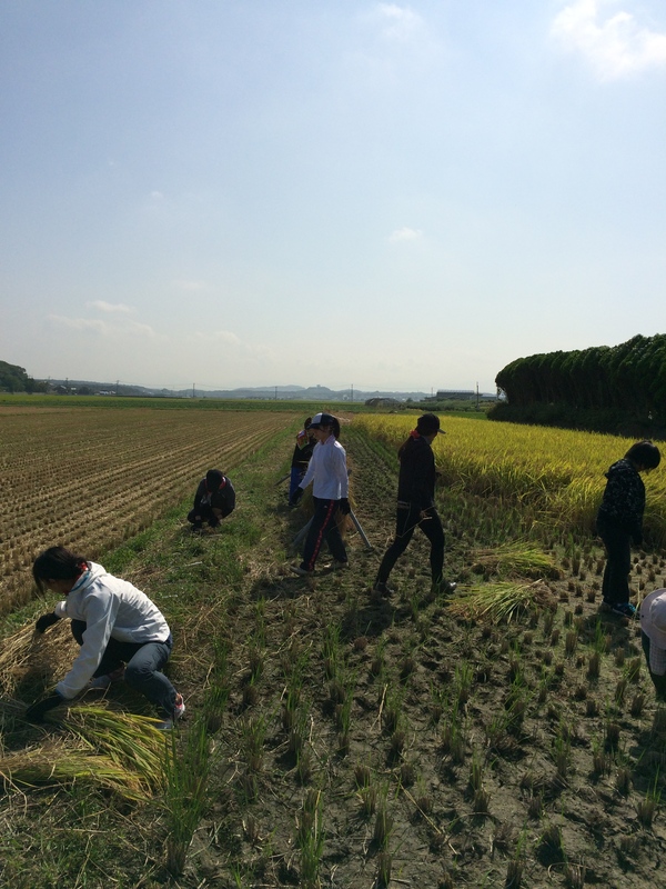 キャリナリー製菓調理専門学校様（稲刈り）_f0224320_1417372.jpg