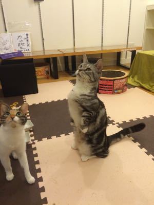 西に犬を預け、東で猫と戯れる。_f0032125_18202817.jpg