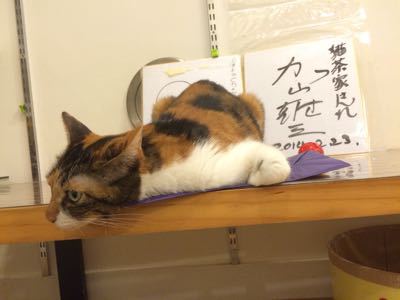 西に犬を預け、東で猫と戯れる。_f0032125_18203975.jpg