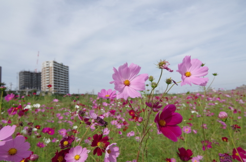 秋桜堪能。。。_f0250929_00451679.jpg