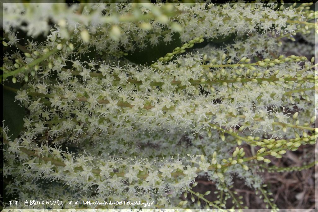 おかわかめの花は可愛いです 自然のキャンバス