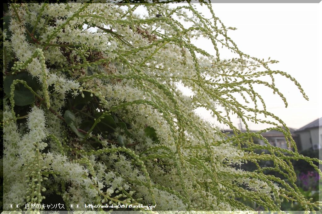 おかわかめの花は可愛いです 自然のキャンバス
