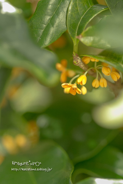 県森、初秋さんぽ♪_b0197639_189920.jpg