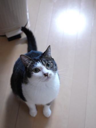 猫のお友だち クロエちゃんマイルくんリトくんレオくん編。_a0143140_18135082.jpg