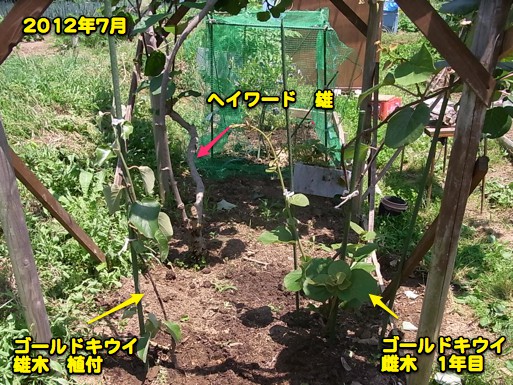 キウイフルーツの記録_c0063348_15583511.jpg