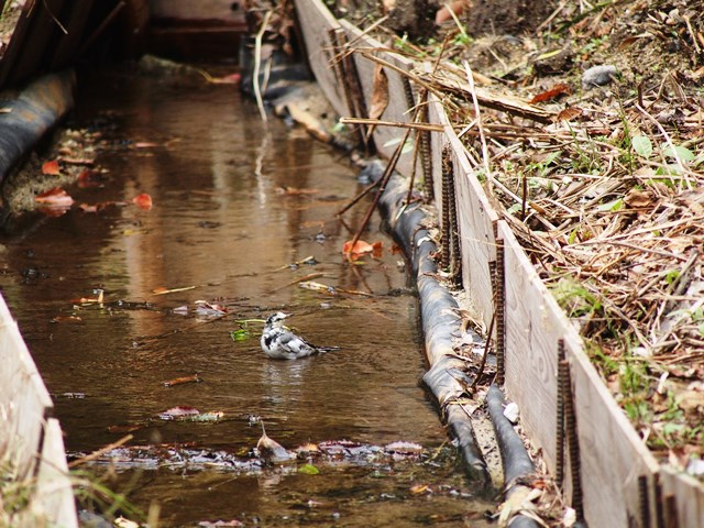 野鳥トレ_b0227552_15571187.jpg