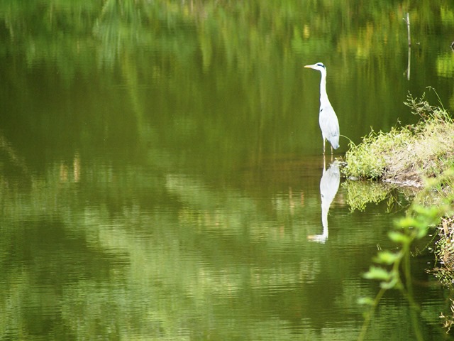 野鳥トレ_b0227552_15572065.jpg