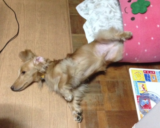変な寝相 きょうのはなwithくるみ 愛犬写真日記 変な寝相 きょうのはなwithくるみ 愛犬写真日記