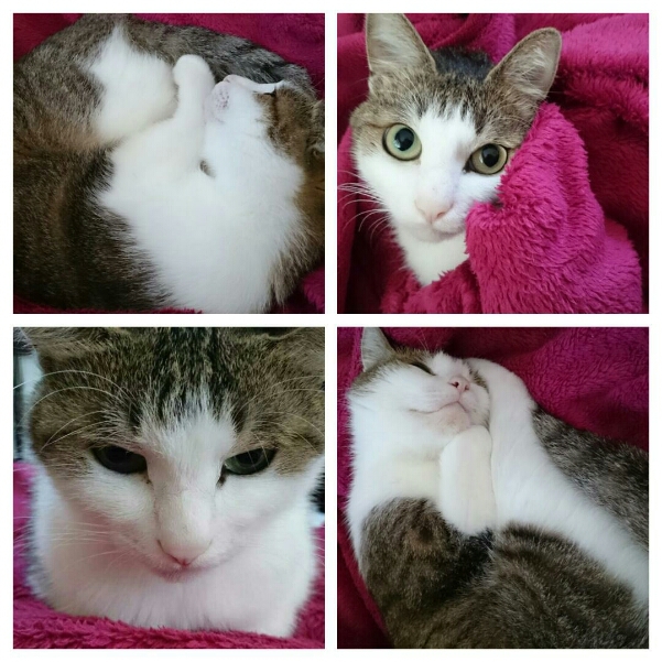 猫は毛布でまるくなる~♪_b0328361_19242795.jpg