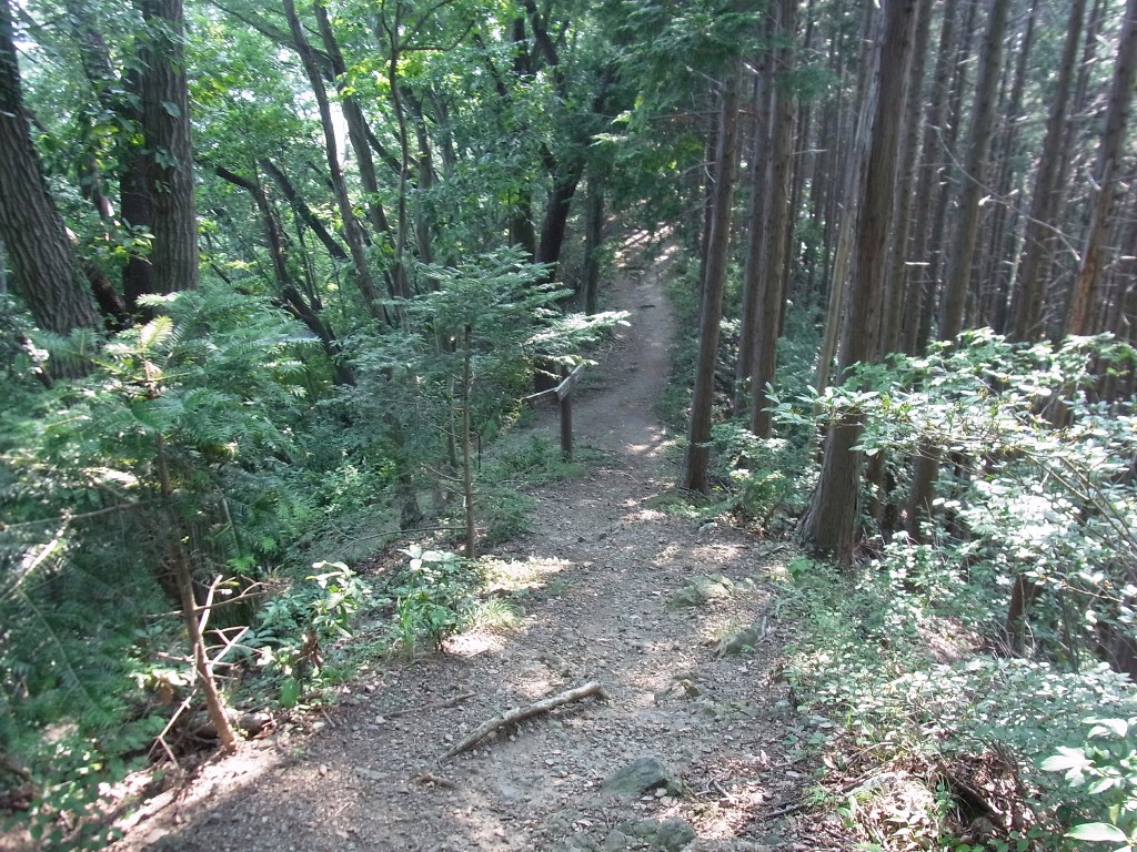 2014/07/26　秦光寺山　西山　東山　入沢山　中沢山　中編_d0233770_23281536.jpg