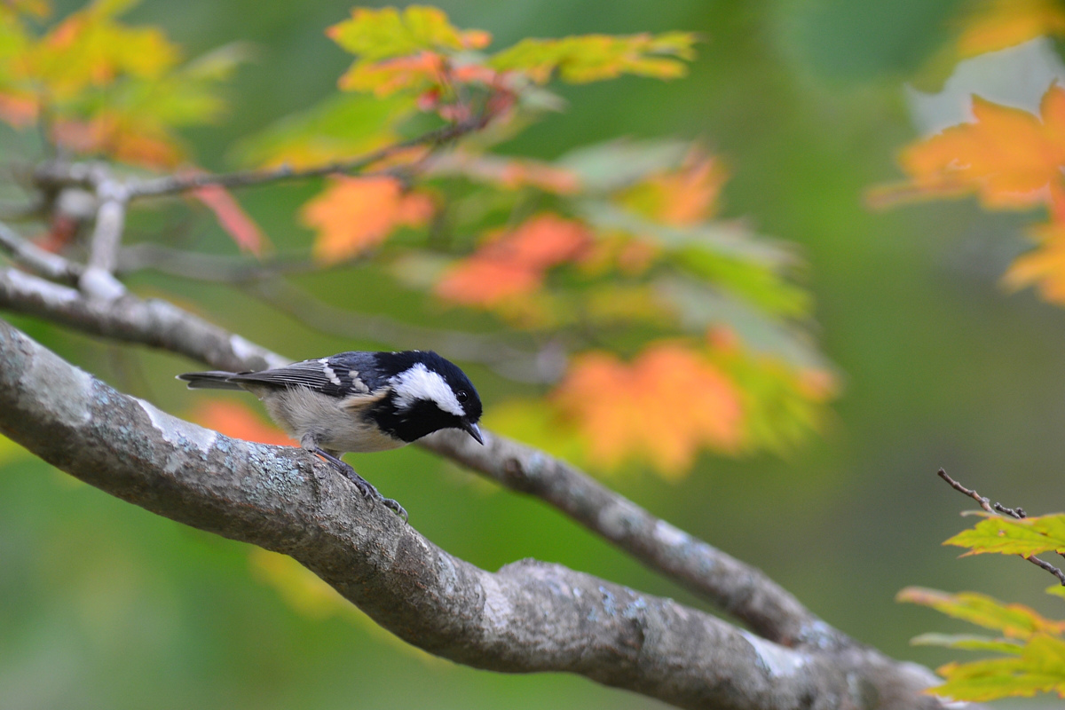 紅葉と黄葉にヒガラ_f0053272_16241581.jpg