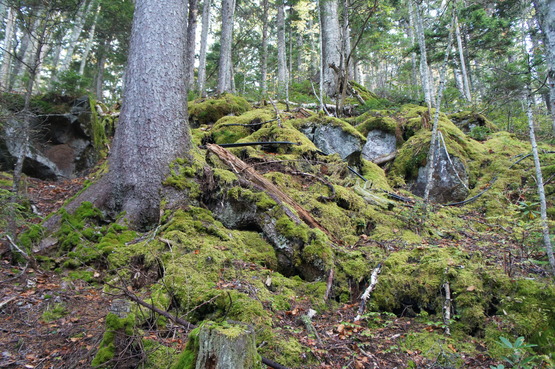 e0335379_8341069.jpg