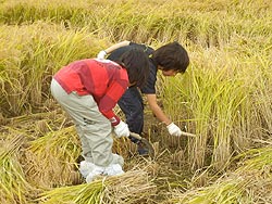 稲刈り体験(目黒角田絆交流田)_d0247484_936727.jpg