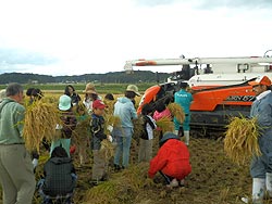 稲刈り体験(目黒角田絆交流田)_d0247484_9444577.jpg