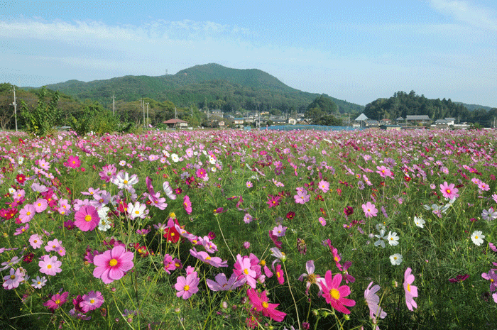 台風前の…＜秋桜＞_e0248688_1615881.gif