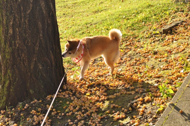 秋_a0126590_23424411.jpg