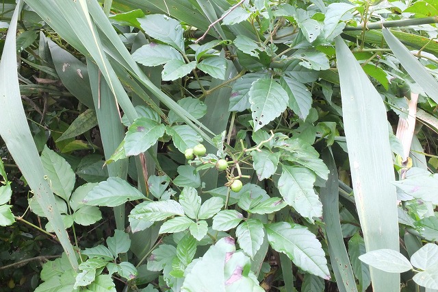 e0070891_17274215.jpg