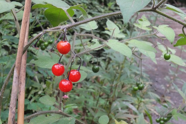e0070891_1736080.jpg