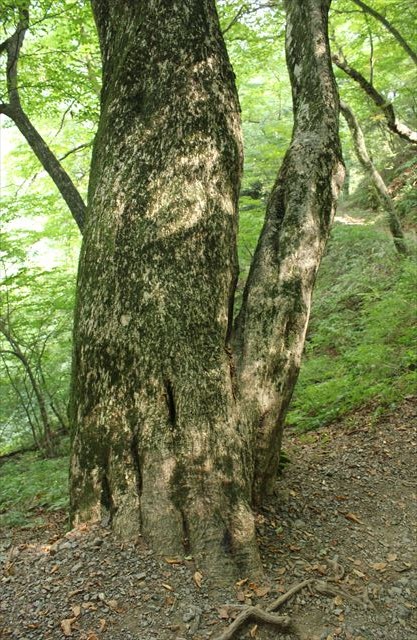 御岳山、神苑の森を歩く　1_b0246693_17352894.jpg