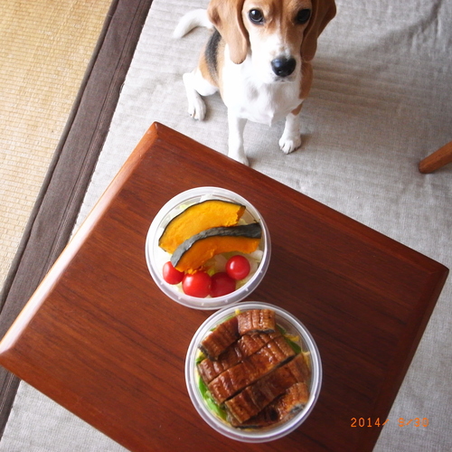 ビーグル犬と鰻弁当_d0256800_16162410.jpg