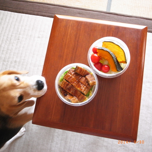 ビーグル犬と鰻弁当_d0256800_16164294.jpg