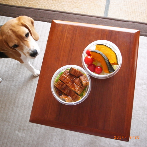 ビーグル犬と鰻弁当_d0256800_1617392.jpg