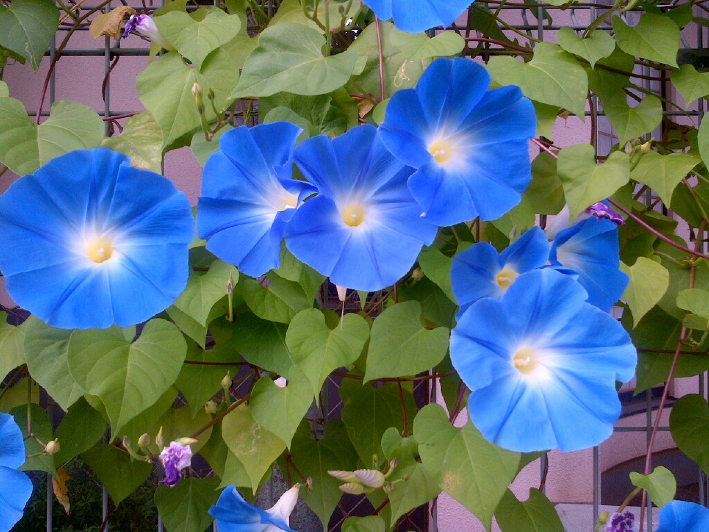 Good Morning Glory_e0165900_14571323.jpg