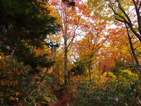 毛無パラダイスラインの紅葉@八甲田(青森市)*2014.10.07_b0147224_21101232.jpg
