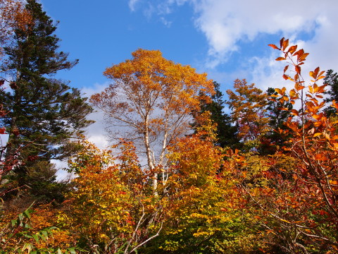 毛無パラダイスラインの紅葉@八甲田(青森市)*2014.10.07_b0147224_2193861.jpg