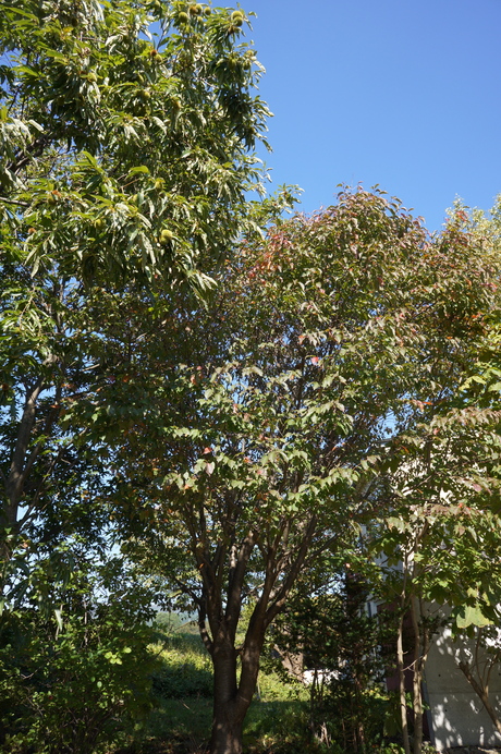 d0217833_13412251.jpg