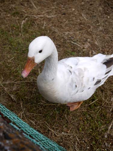 水汲みに鳥と犬がついてきた。_f0191444_17392927.jpg