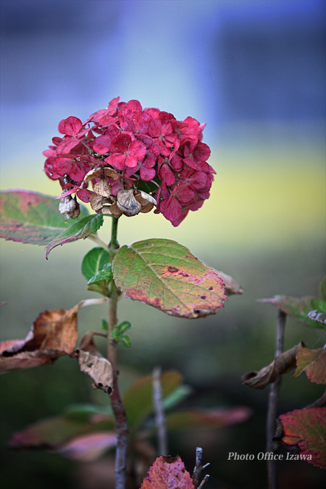 紅葉した紫陽花？！・・・_c0181958_184479.jpg