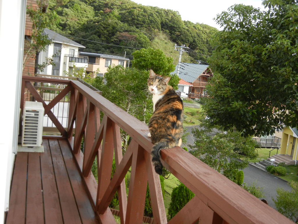 14,10,7(火)クローン愛ちゃんができたYO!_f0060461_10401223.jpg