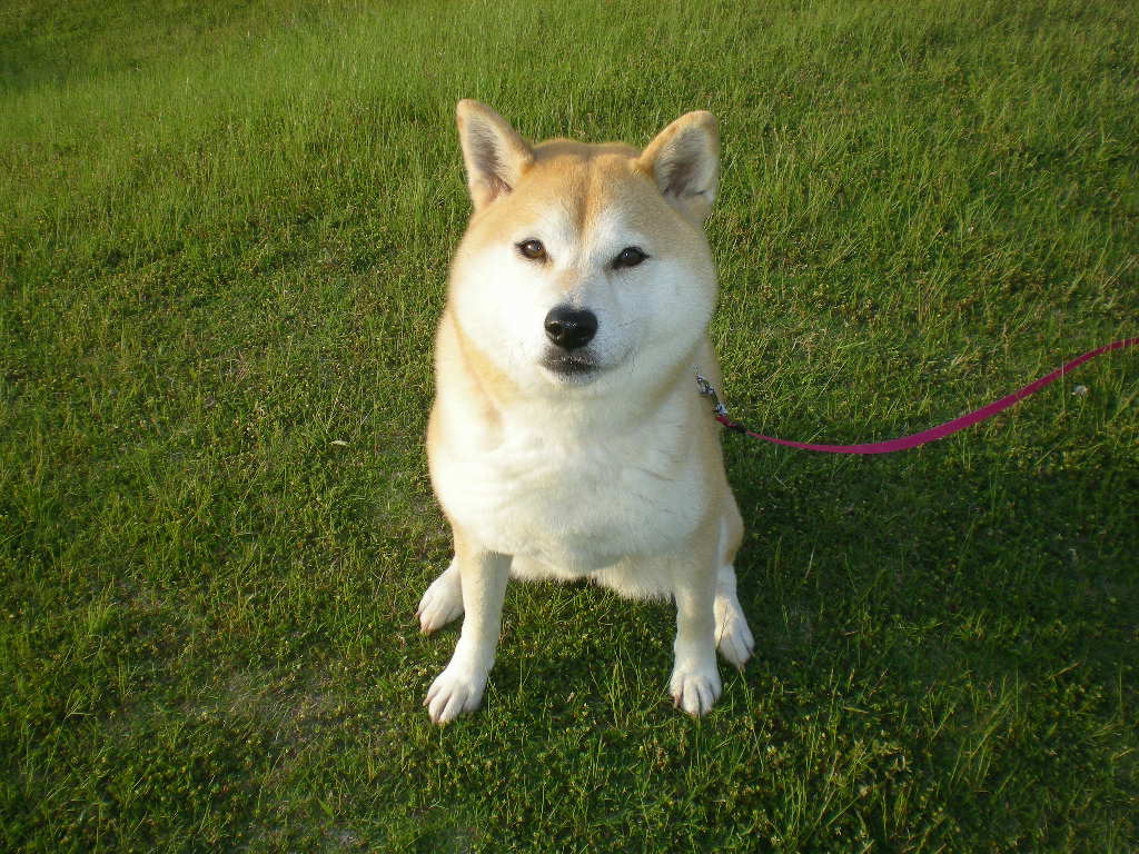 14,10,7(火)クローン愛ちゃんができたYO!_f0060461_1045543.jpg