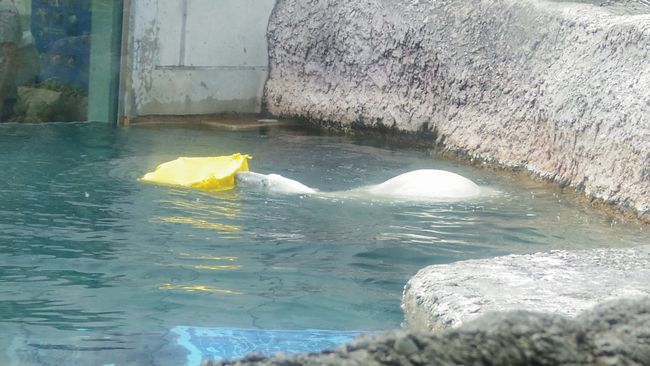 とくしま動物園リベンジ　ポロロその2_b0014576_06085411.jpg