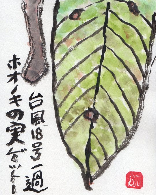 ホオノキの実_e0232277_1020331.jpg