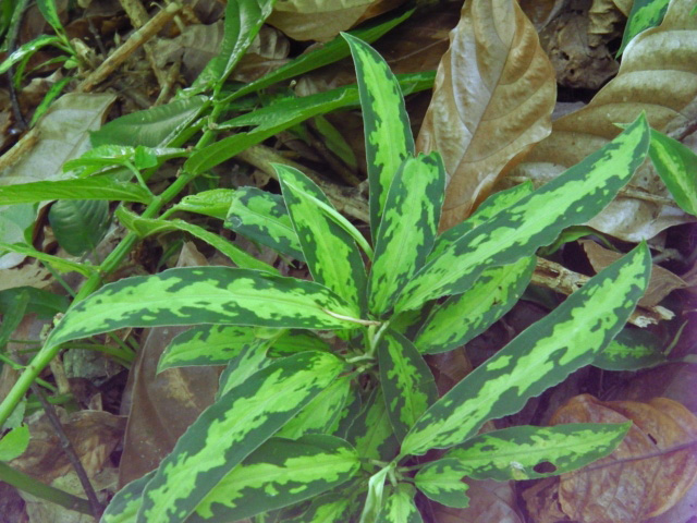 Aglaonema pictum\"Campur Narrow\"from Sumatra Barat【AZ0413-7b】New!_a0067578_18533435.jpg