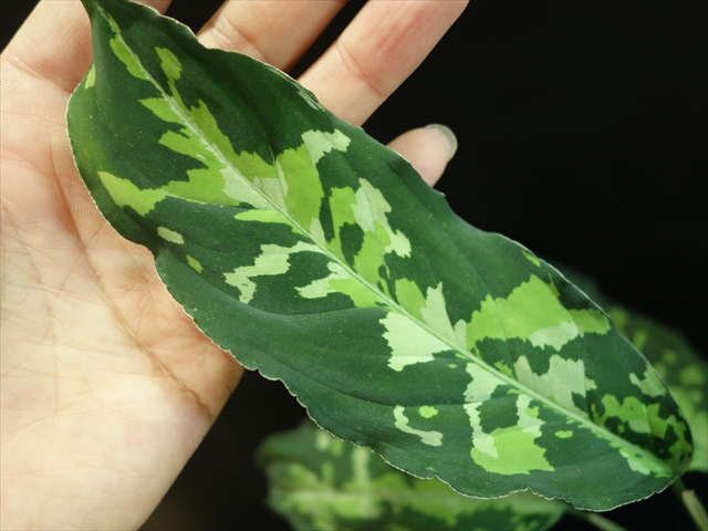 Aglaonema pictum\"White-Line\"D.F.S from Sumatra Barat【AZ0912-1】_a0067578_19314551.jpg