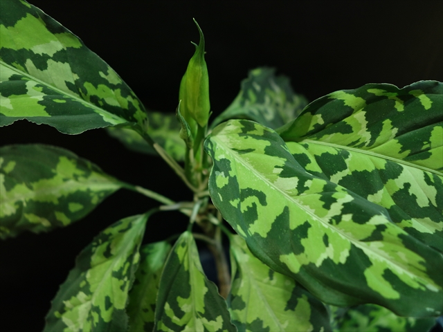 Aglaonema pictum\"White-Line\"D.F.S from Sumatra Barat【AZ0912-1】_a0067578_1932062.jpg