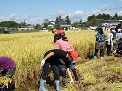 稲刈り体験(上目黒小・枝野小)_d0247484_1538990.jpg